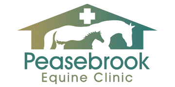 Experienced equine vet